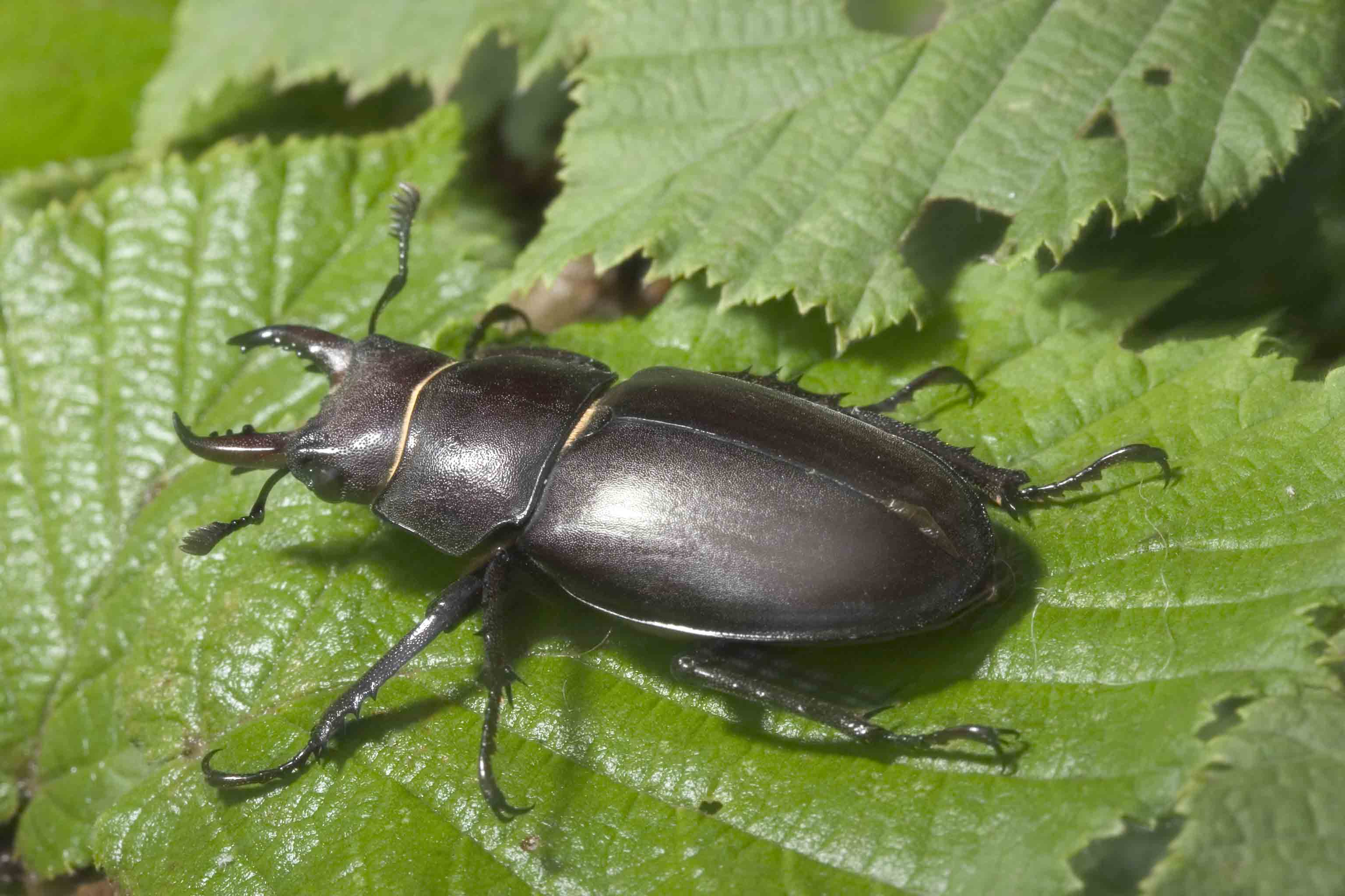 Cervo volante ? Lucanus tetraodon